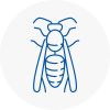 Rossendale Wasp Nest Removal